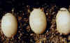 eggs.JPG (44865 bytes)